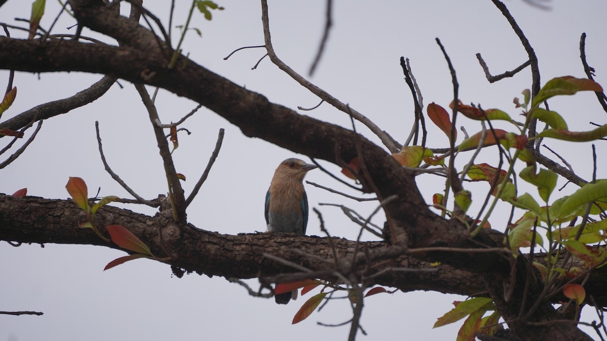 Indian Roller - ML637730629