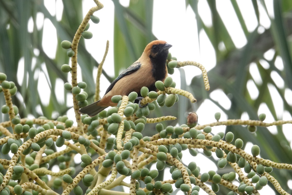 Burnished-buff Tanager - ML637730630