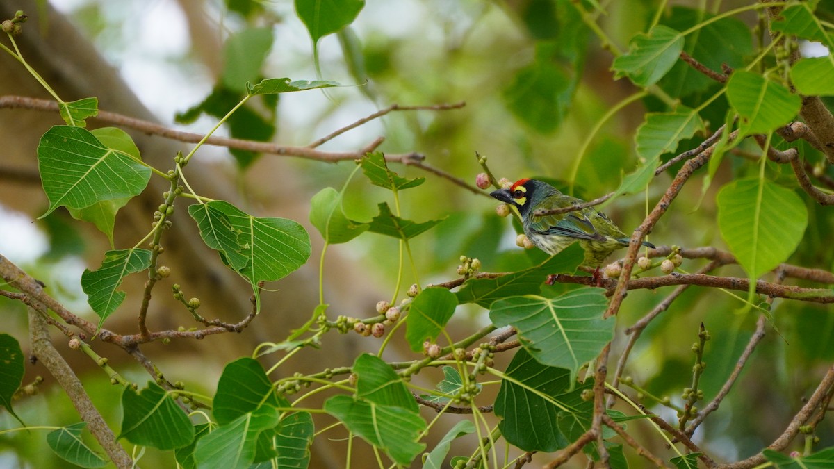 Coppersmith Barbet - ML637730631