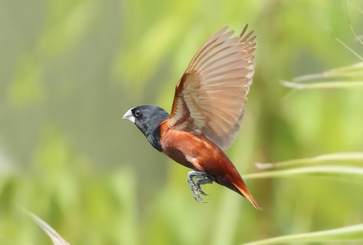 黑頭文鳥 - ML637730632