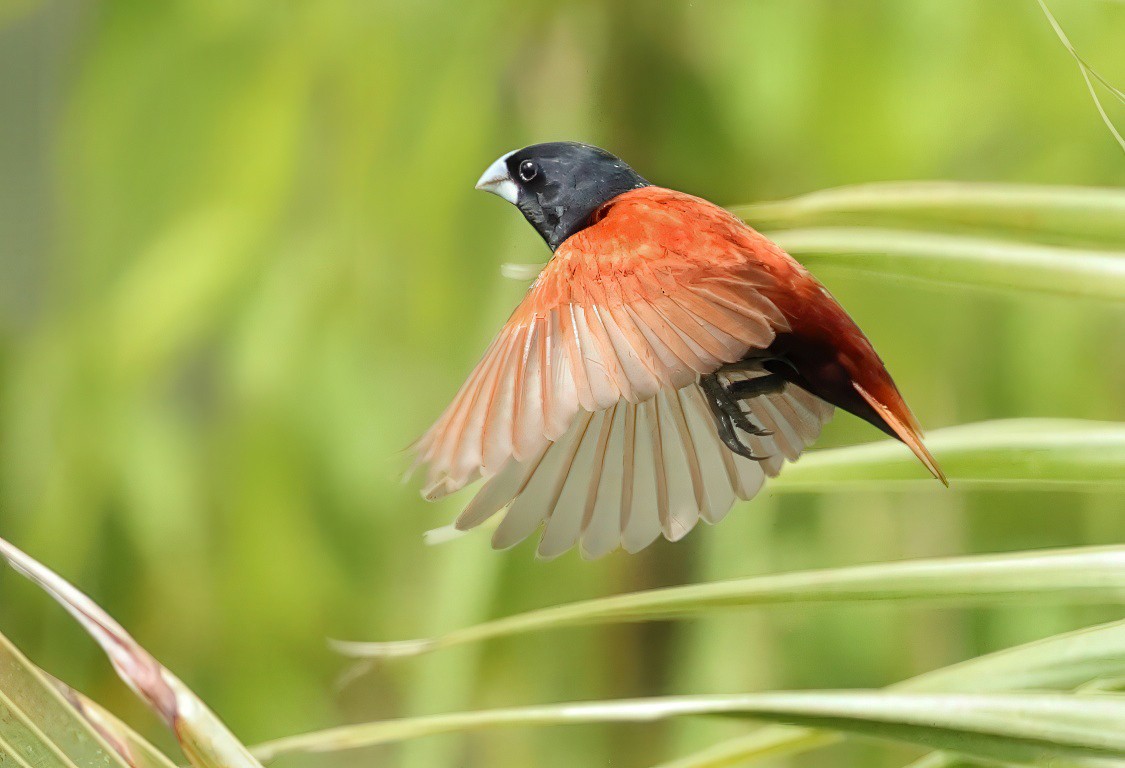 黑頭文鳥 - ML637730633