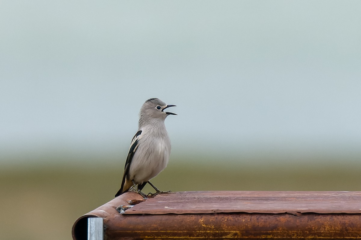 Daurian Starling - ML637730643