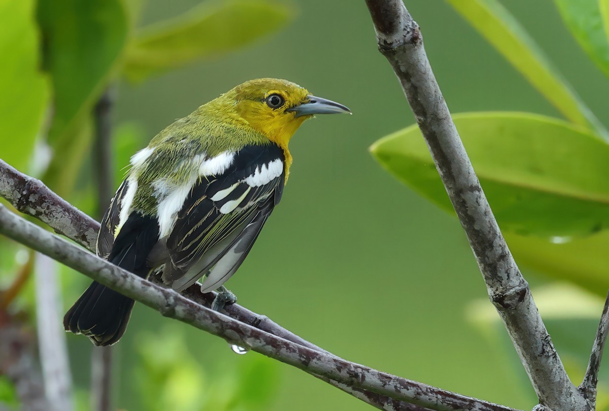 Common Iora - ML637730684
