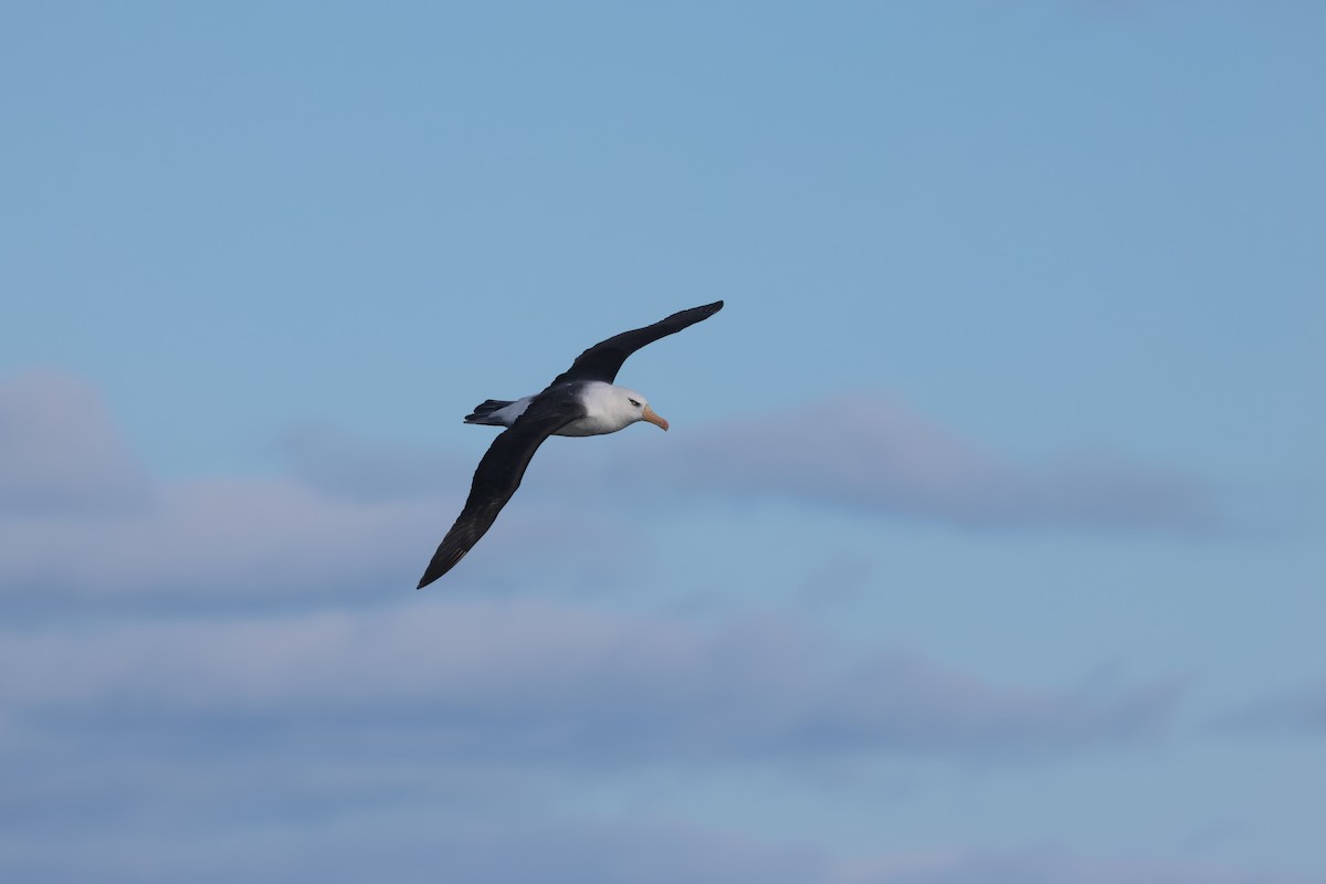 albatros černobrvý (ssp. impavida) - ML637730685
