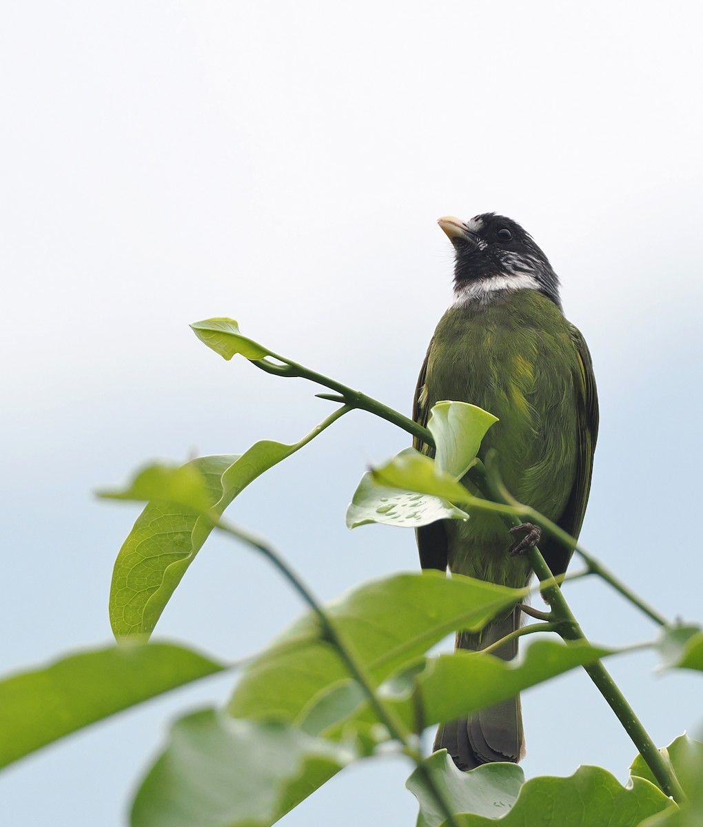 Collared Finchbill - ML637730689