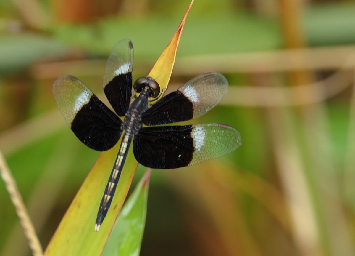 Insects - ML637730696