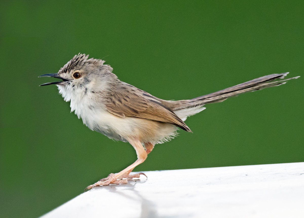 Delicate Prinia - ML637730714
