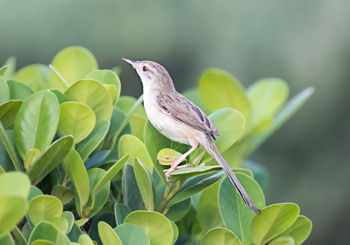 Delicate Prinia - ML637730717