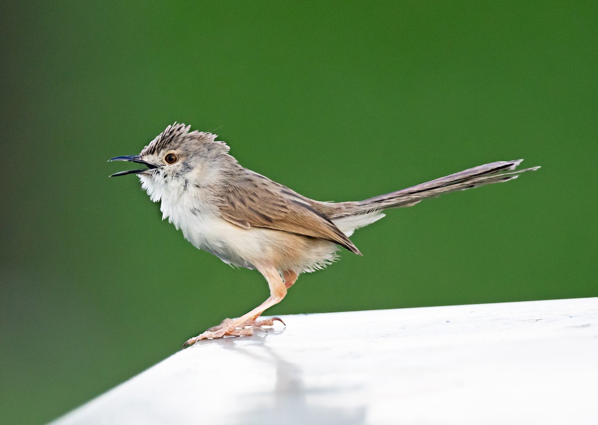 Delicate Prinia - ML637730718