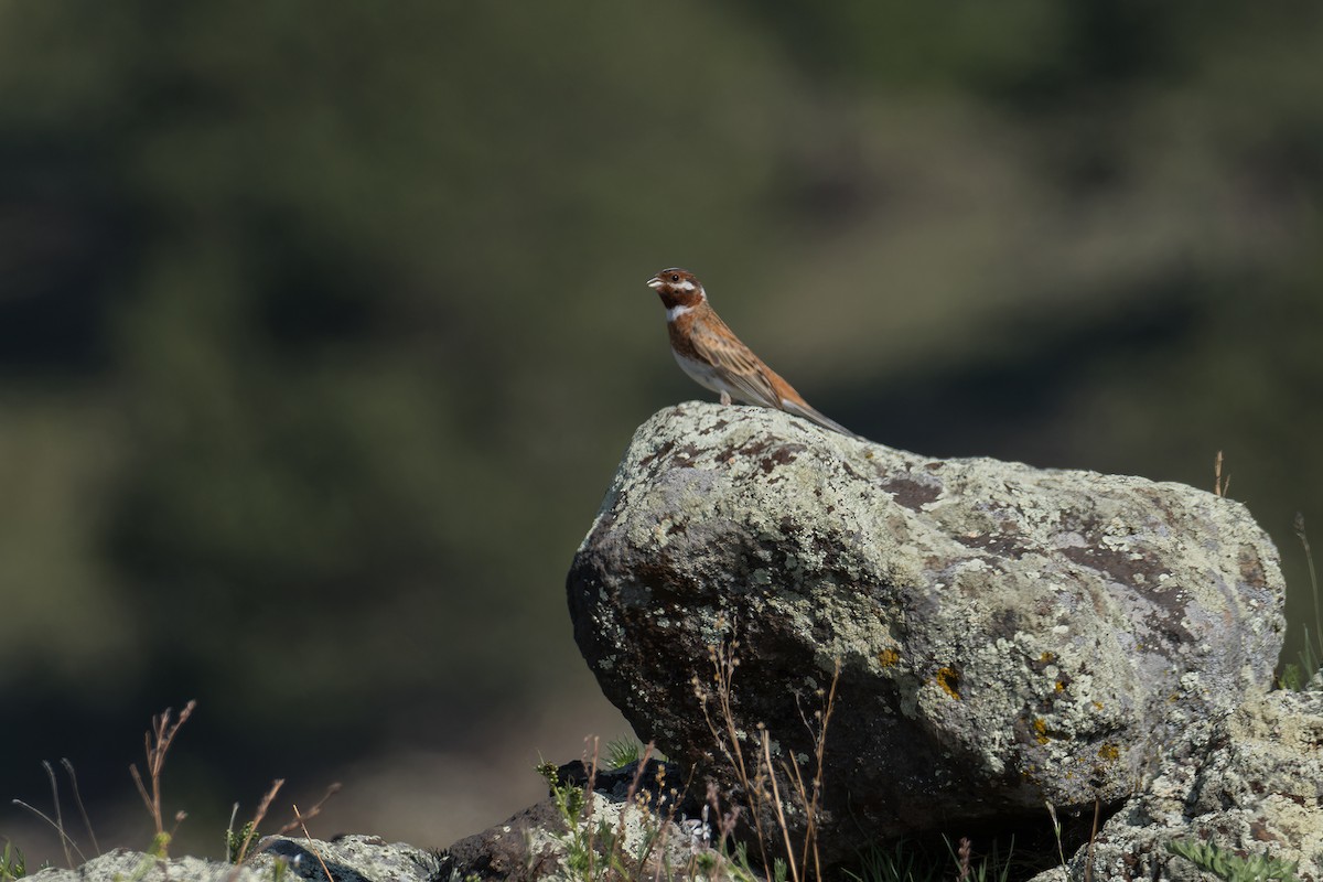 Pine Bunting - ML637730731