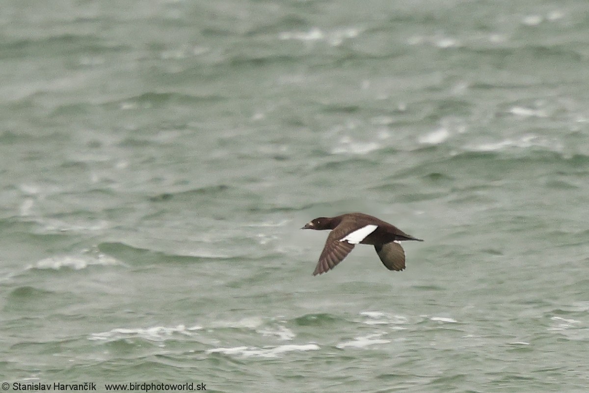 Stejneger's Scoter - ML637730740
