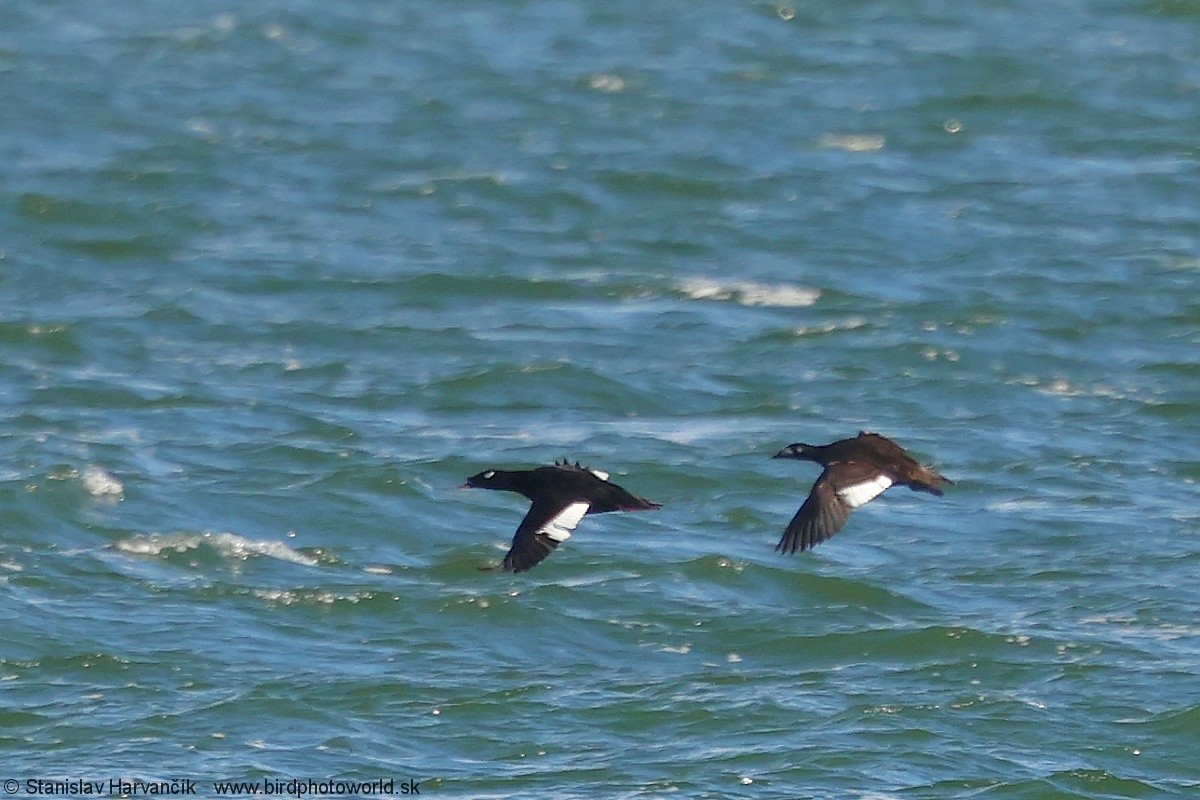 Stejneger's Scoter - ML637730741