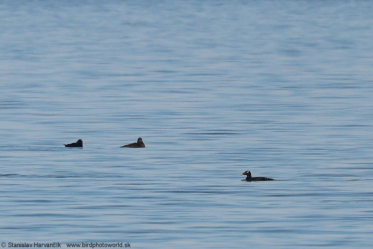 Stejneger's Scoter - ML637730742