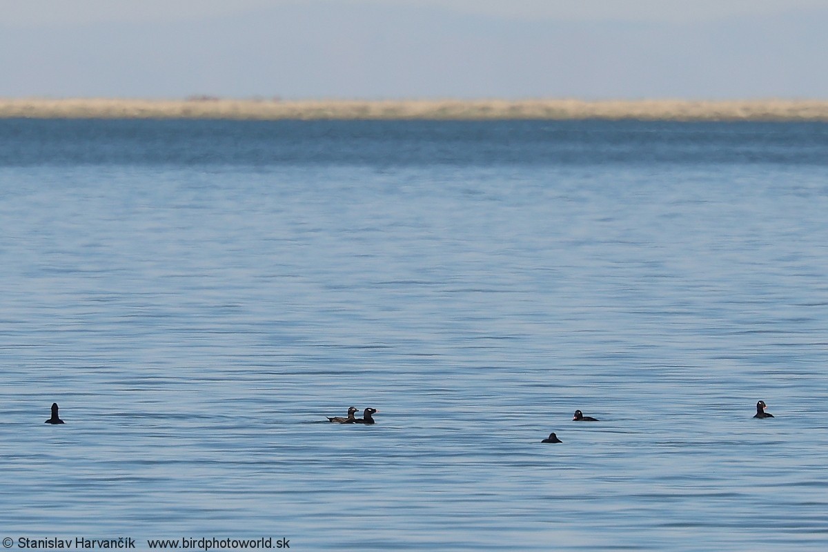 Stejneger's Scoter - ML637730743