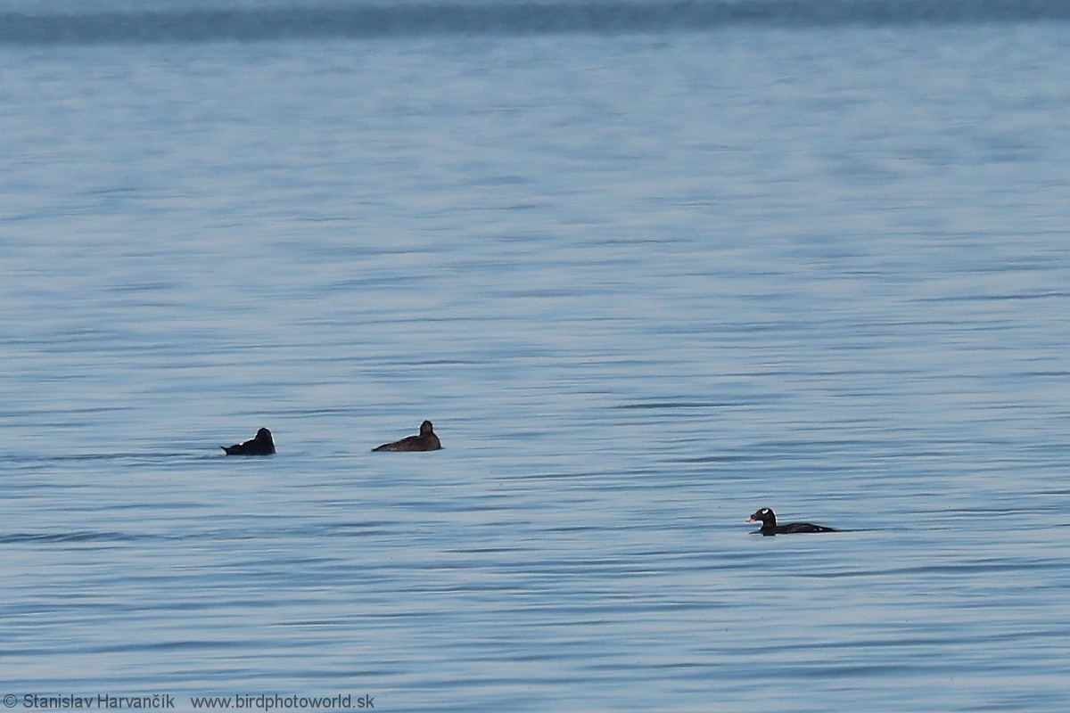 Stejneger's Scoter - ML637730745