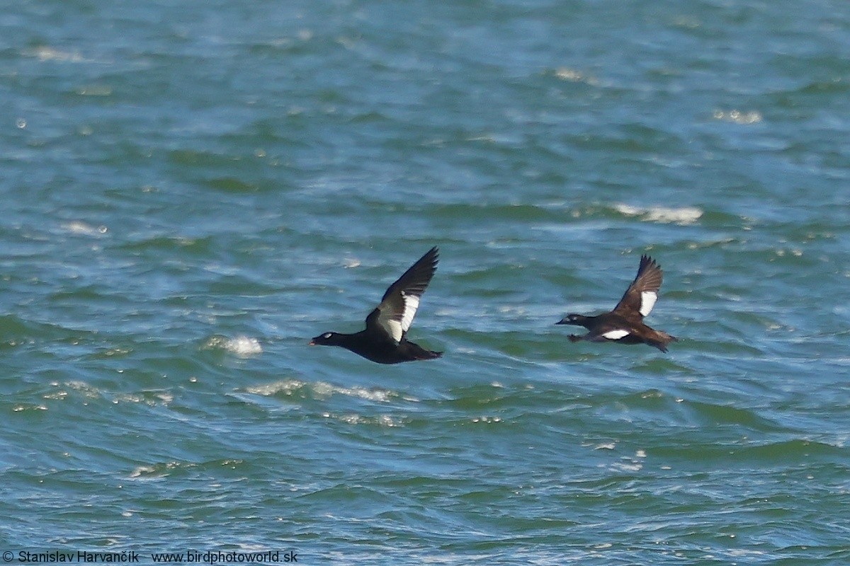 Stejneger's Scoter - ML637730746