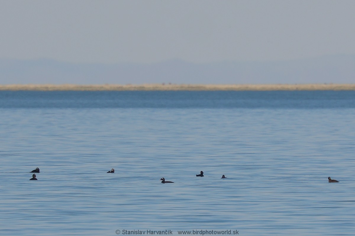Stejneger's Scoter - ML637730747
