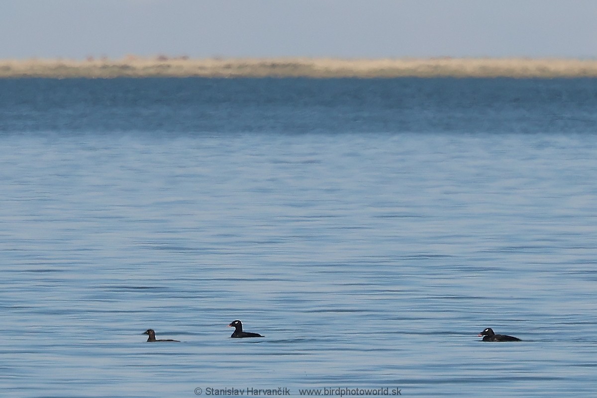 Stejneger's Scoter - ML637730748