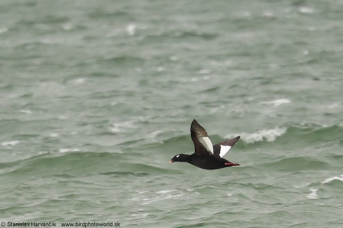 Stejneger's Scoter - ML637730749