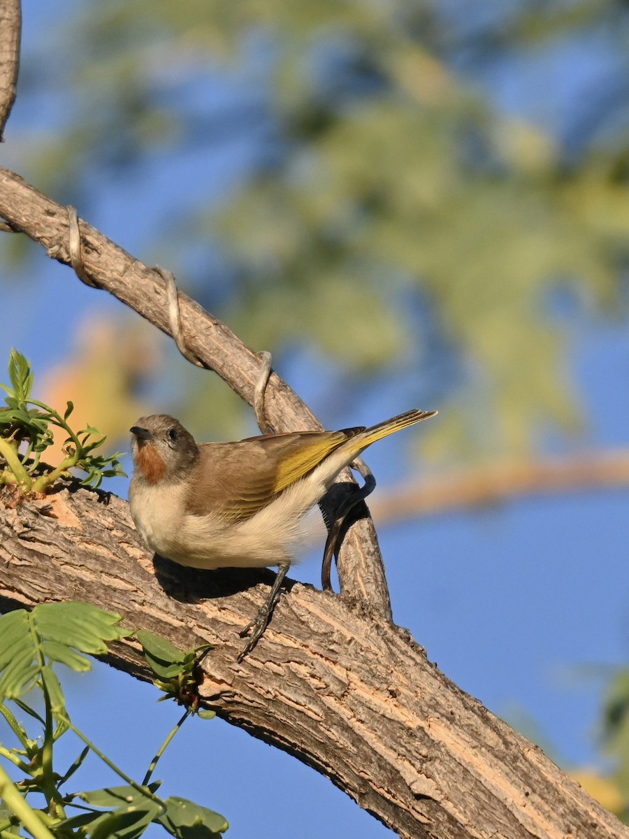 Rufous-throated Honeyeater - ML637730751