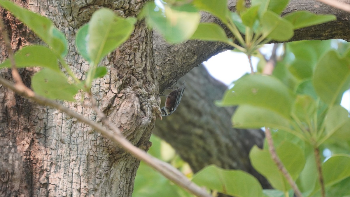 Indian Nuthatch - ML637730757