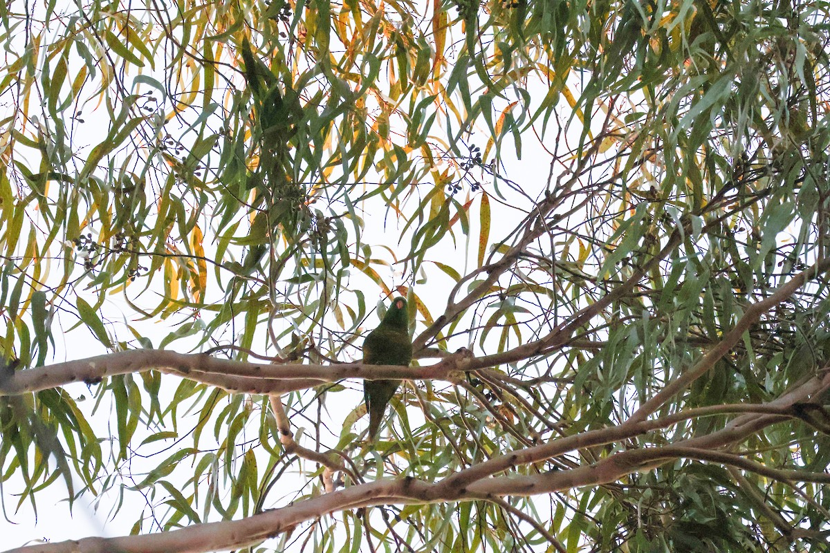 Scaly-breasted Lorikeet - ML637730759