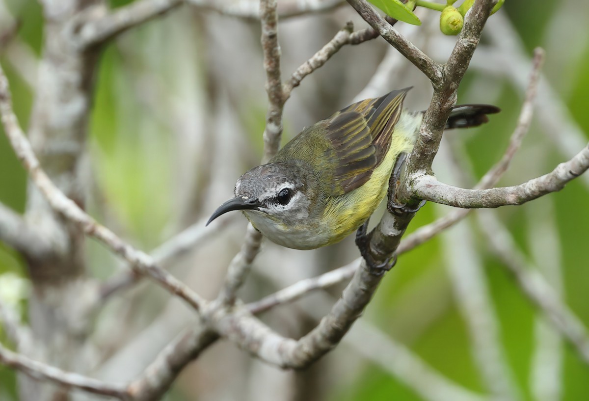 Copper-throated Sunbird - ML637730762
