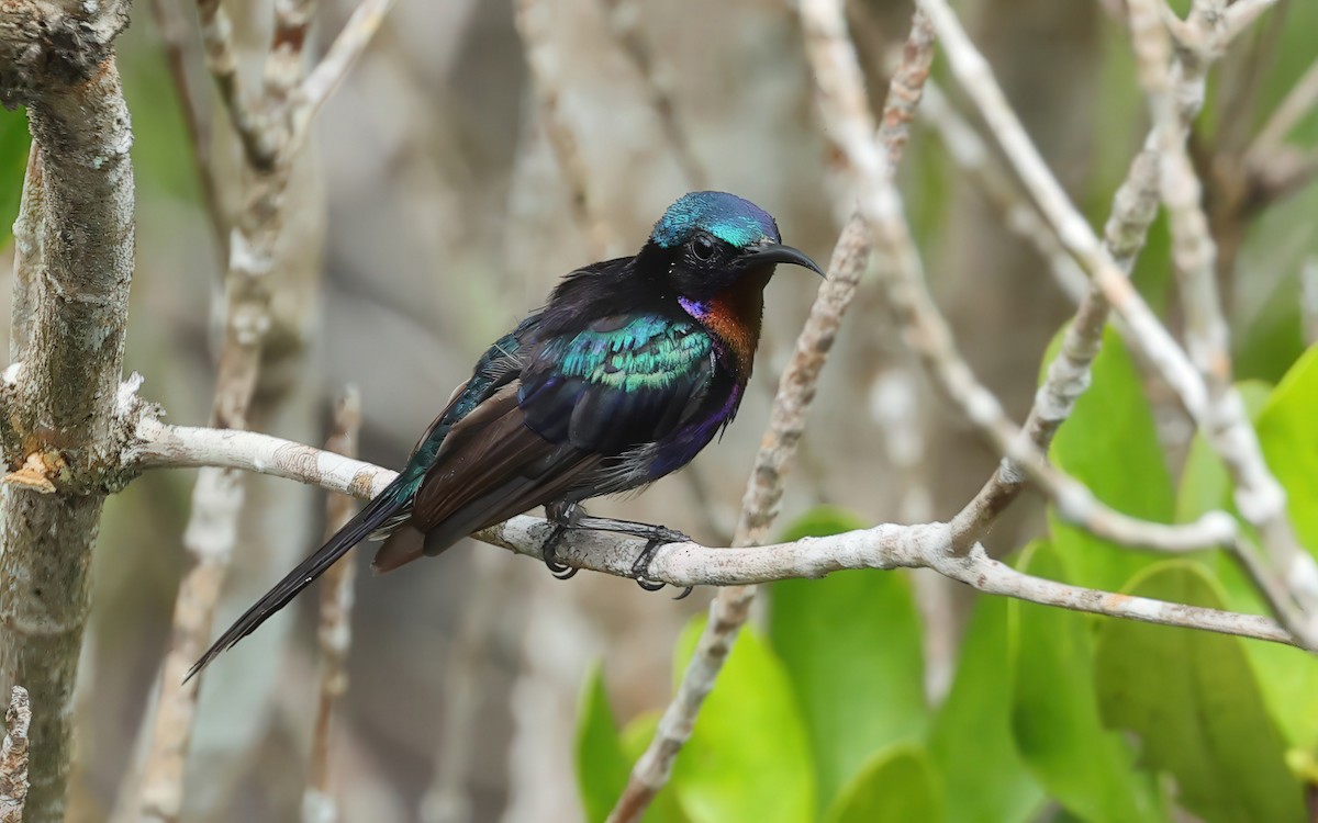 Copper-throated Sunbird - ML637730765