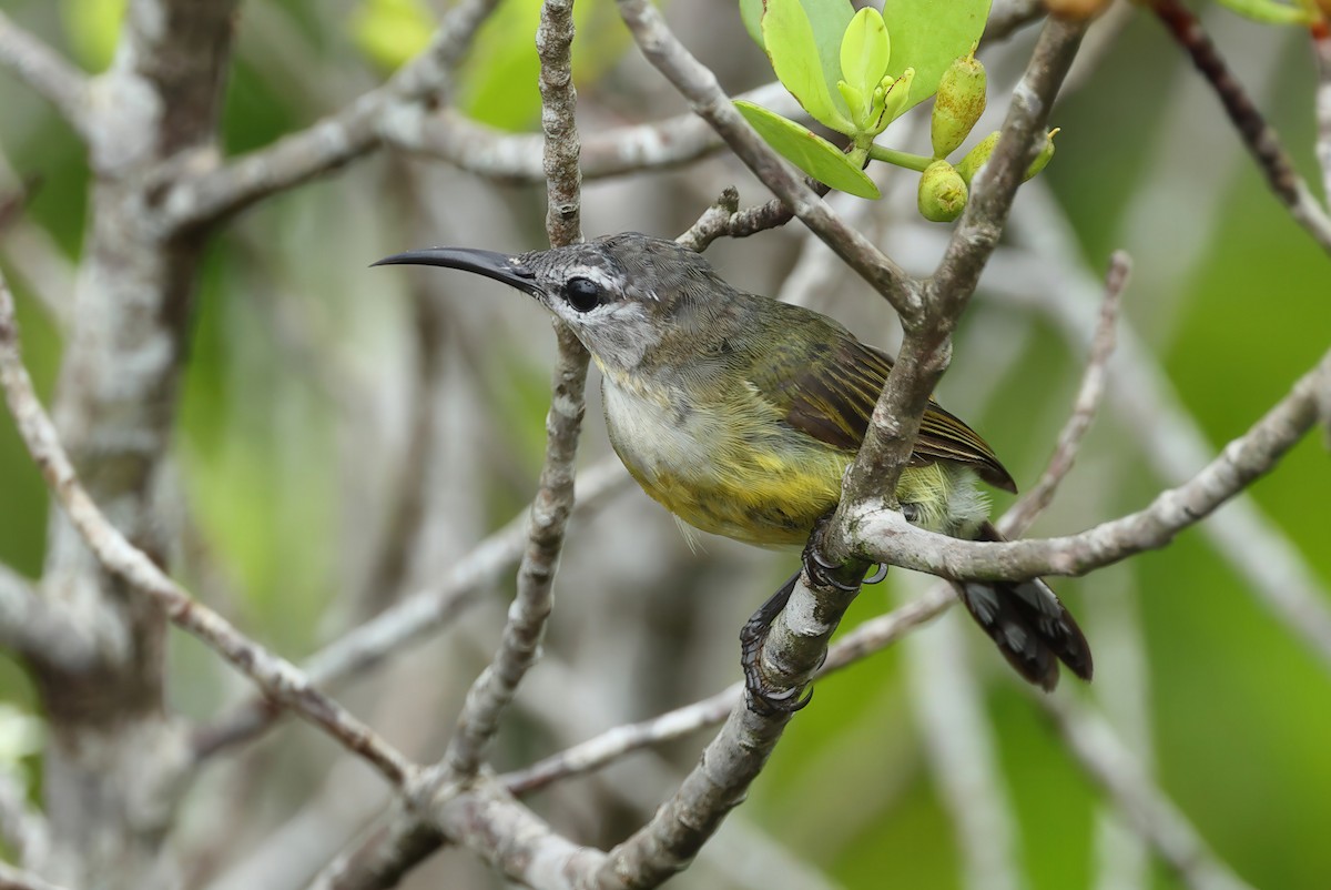 Copper-throated Sunbird - ML637730766