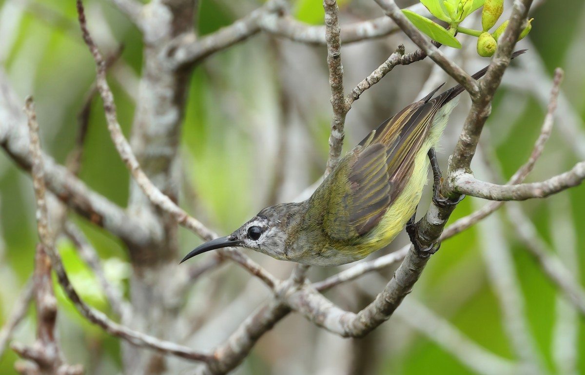 Copper-throated Sunbird - ML637730767