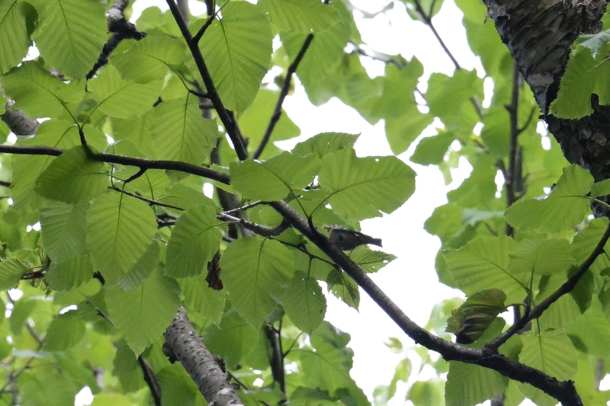 Goldcrest - ML637730768