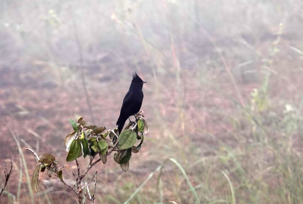 Crested Black-Tyrant - ML637730770