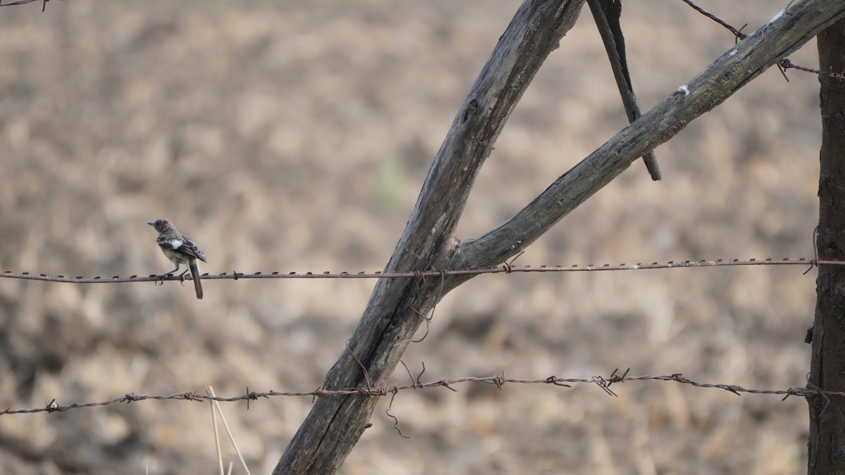 Pied Bushchat - ML637730771