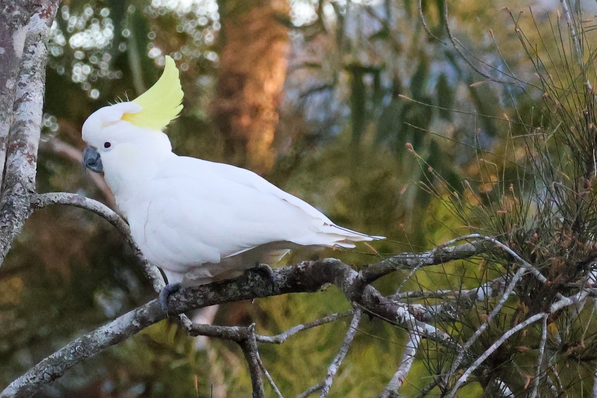 Sulphur-crested Cockatoo - ML637730772