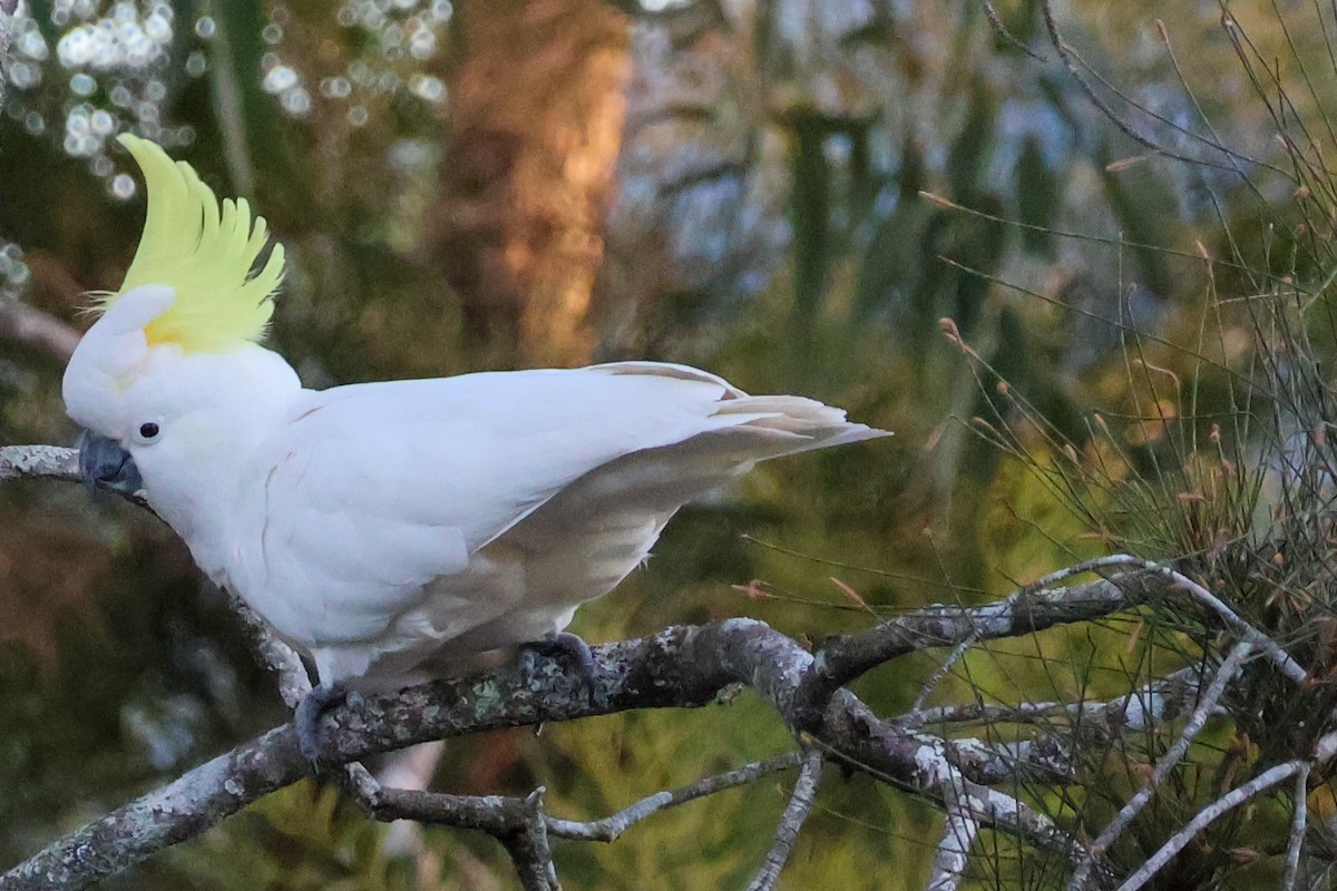 Sulphur-crested Cockatoo - ML637730773