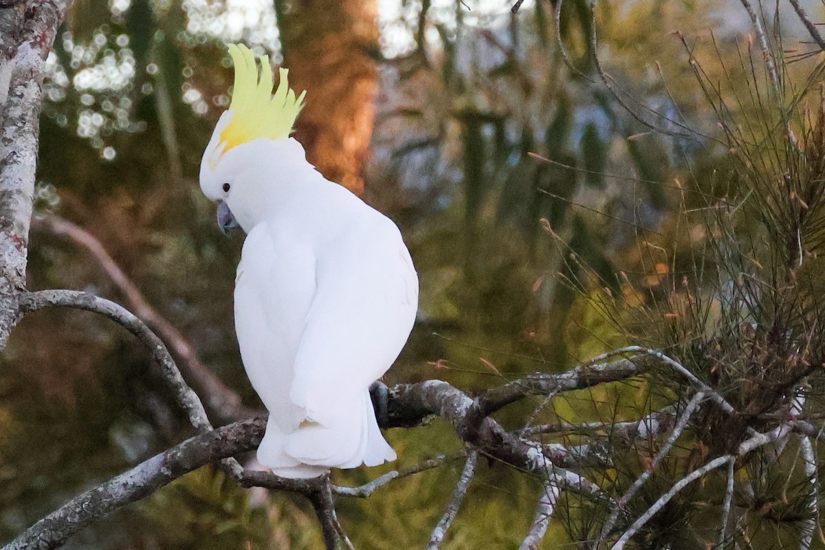 Sulphur-crested Cockatoo - ML637730774