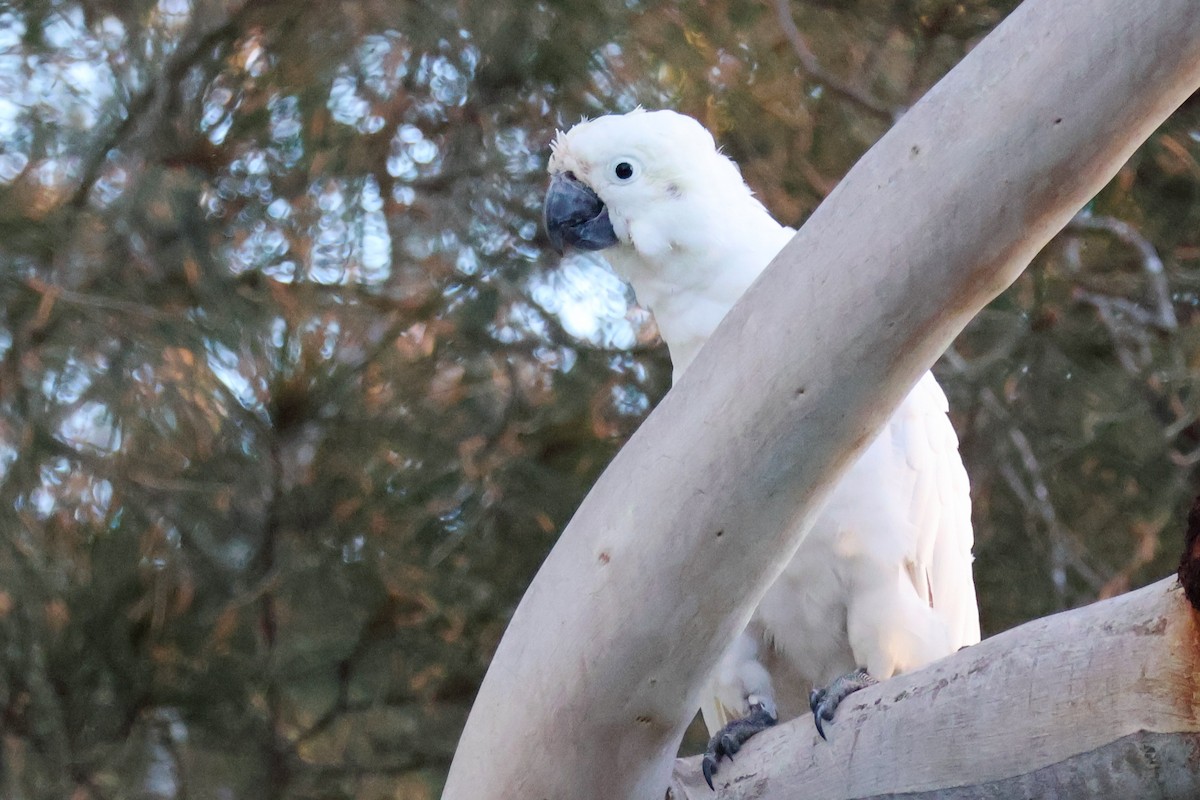 Sulphur-crested Cockatoo - ML637730775