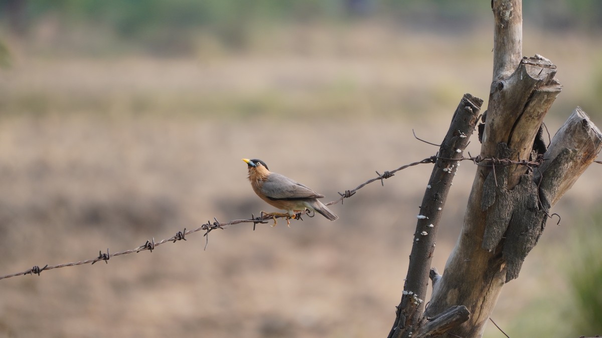 Brahminy Starling - ML637730776