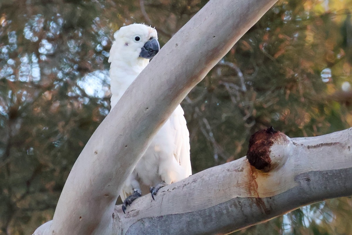 Sulphur-crested Cockatoo - ML637730777