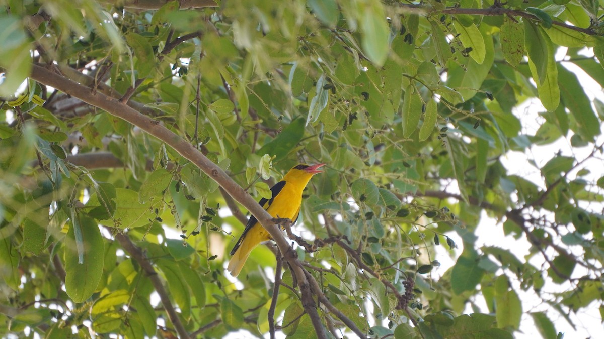 Indian Golden Oriole - ML637730778