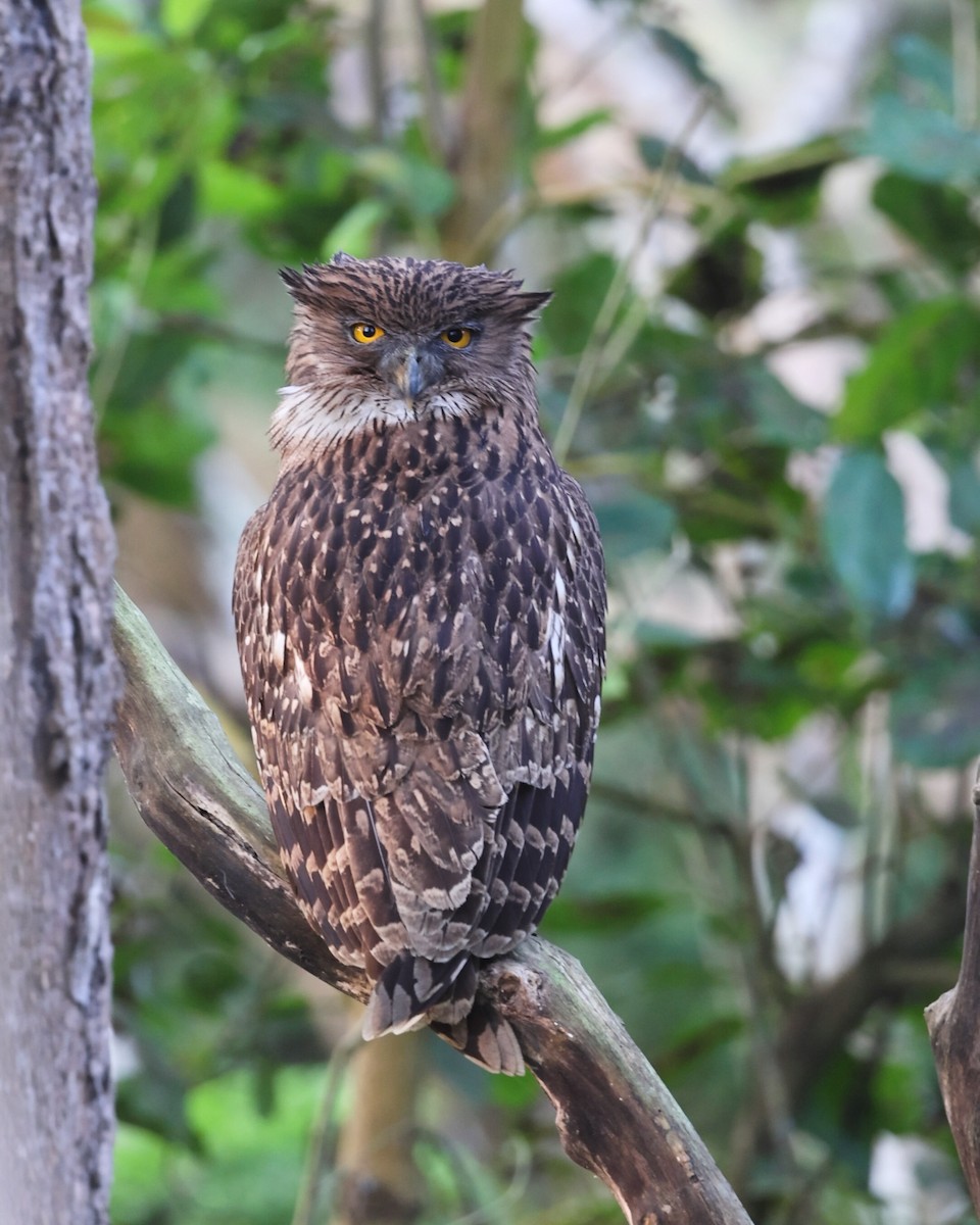 Brown Fish-Owl - ML637730780