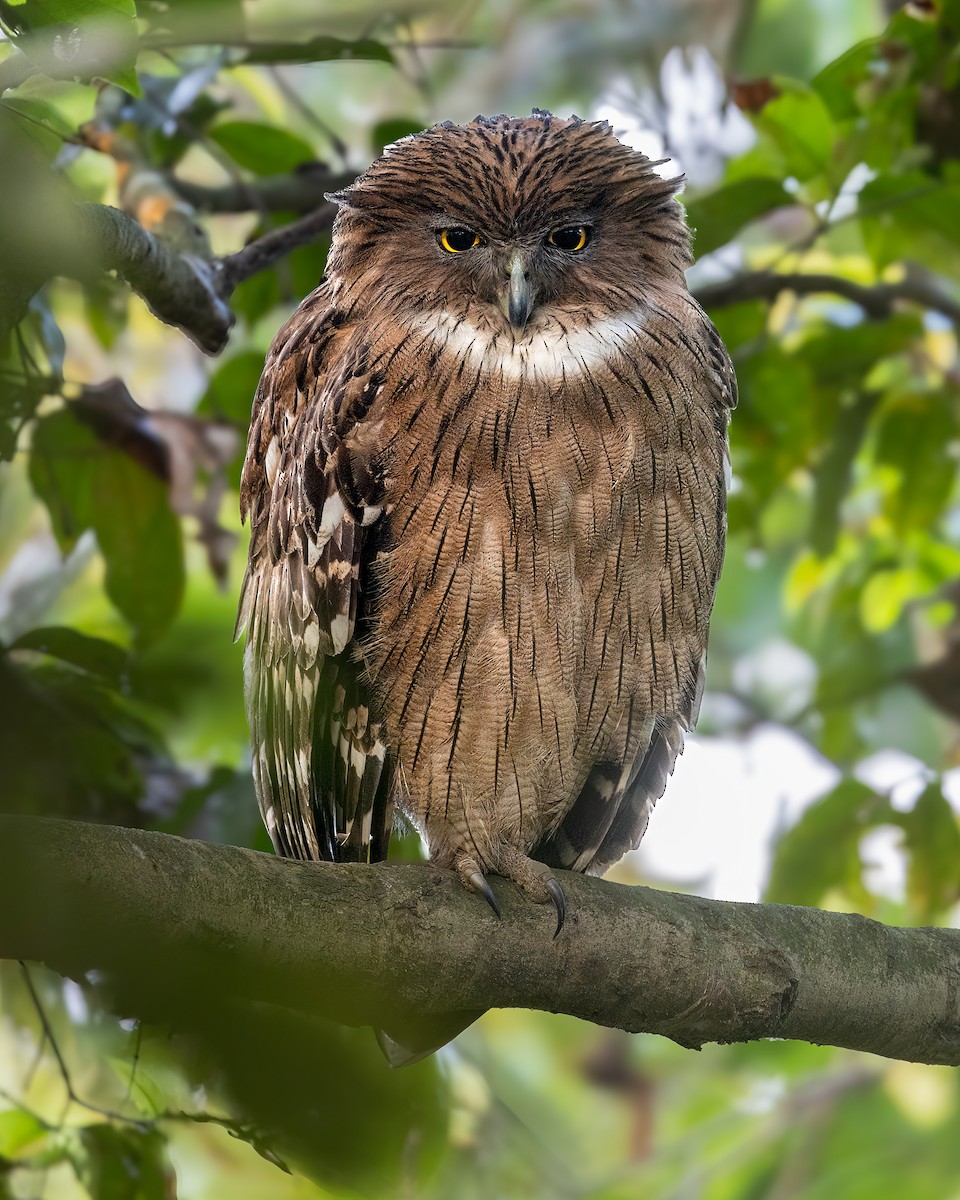 Brown Fish-Owl - ML637730781