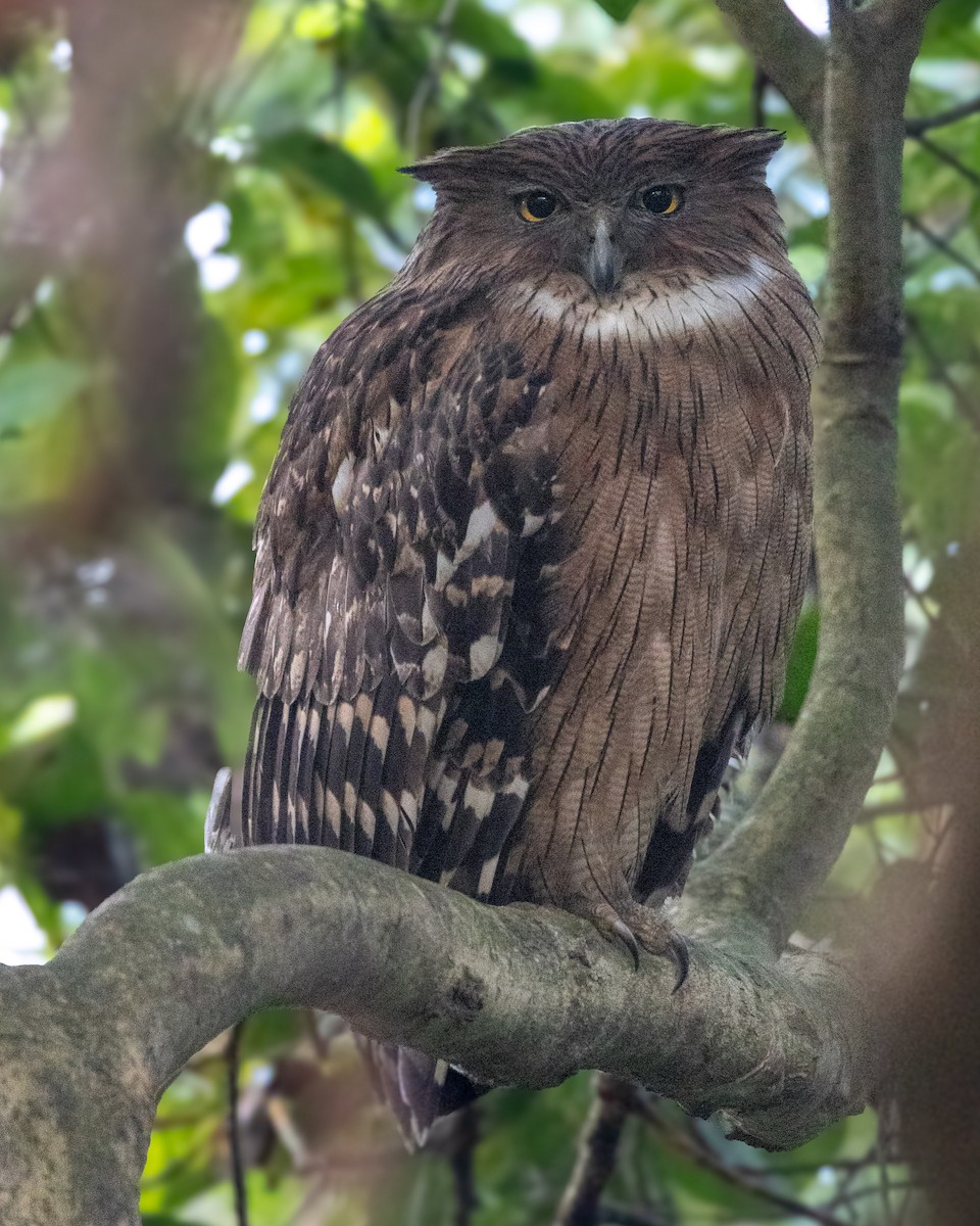 Brown Fish-Owl - ML637730782