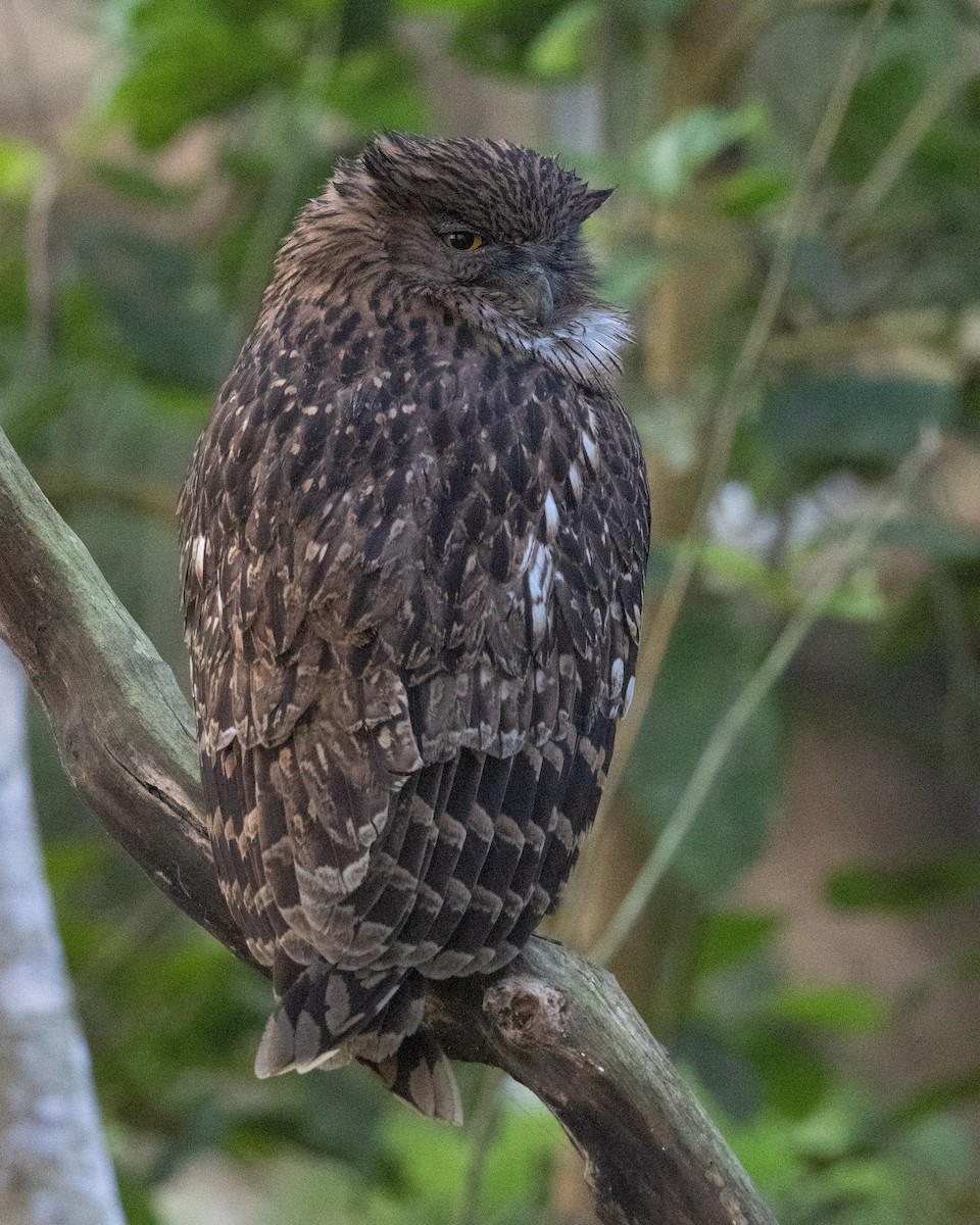 Brown Fish-Owl - ML637730783