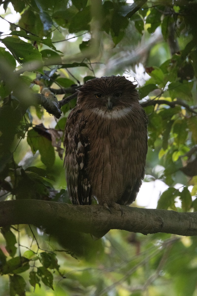 Brown Fish-Owl - ML637730784