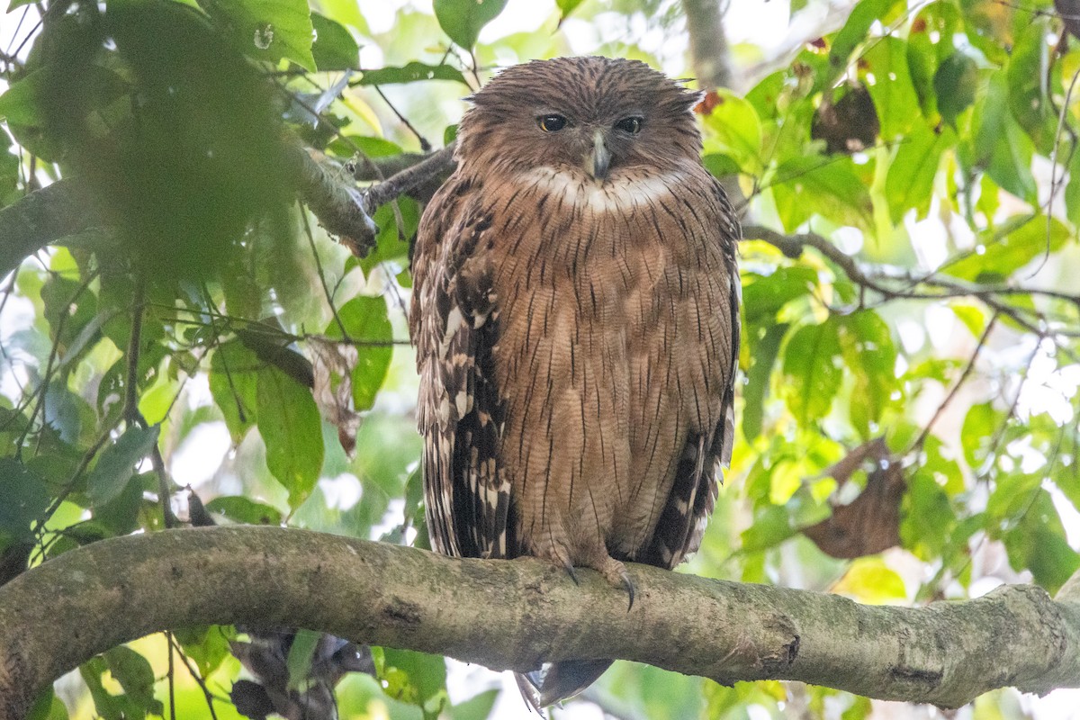 Brown Fish-Owl - ML637730786