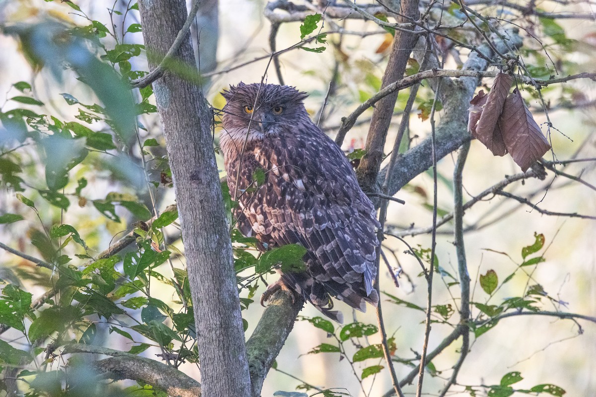 Brown Fish-Owl - ML637730787