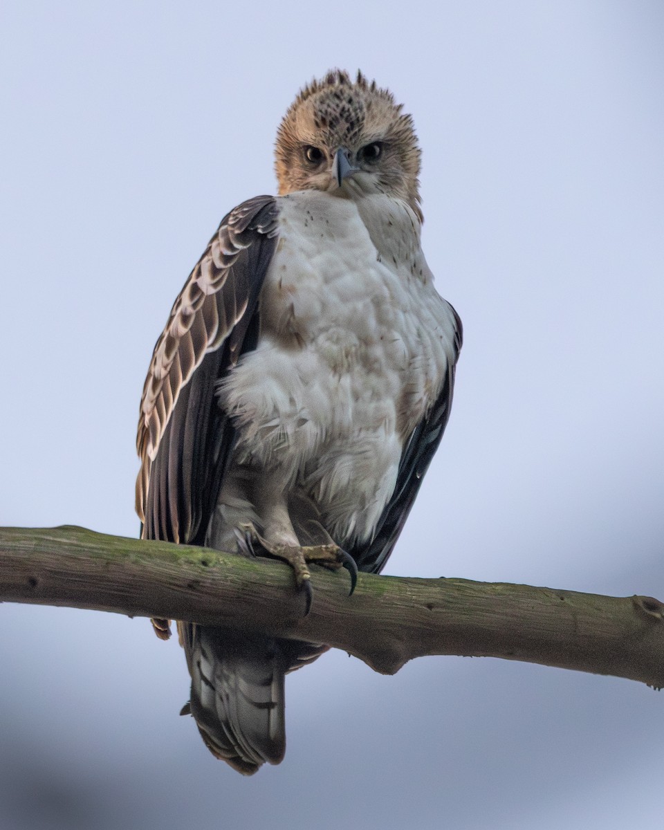 Changeable Hawk-Eagle - ML637730789