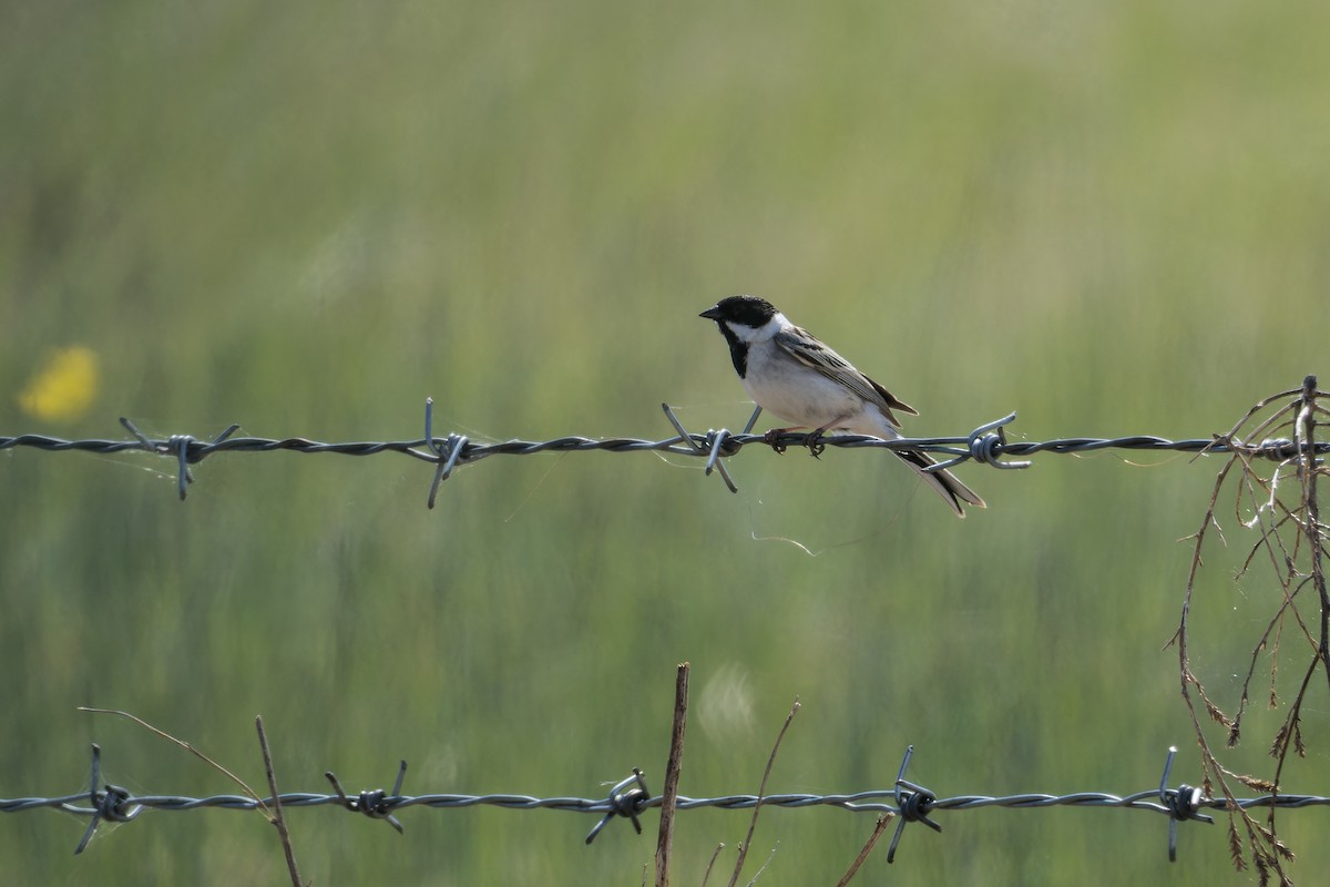 Pallas's Bunting - ML637730793