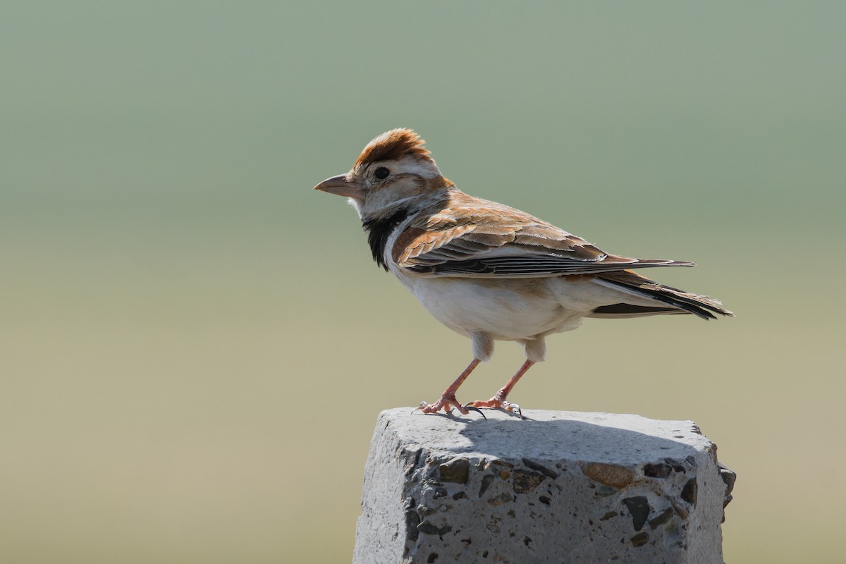 Mongolian Lark - ML637730794